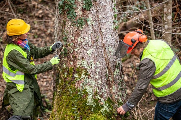 Professional Tree Services in Biltmore Forest, NC