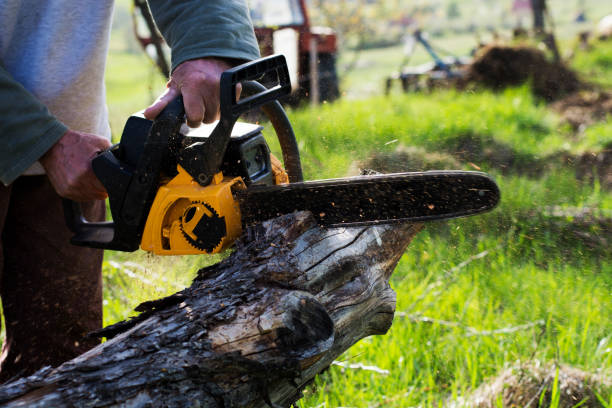 How Our Tree Care Process Works  in  Biltmore Forest, NC